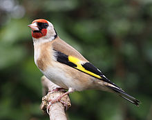 This is the European Gold Finch